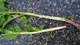 Image of American Nightshade