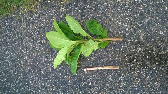 Image of American Nightshade