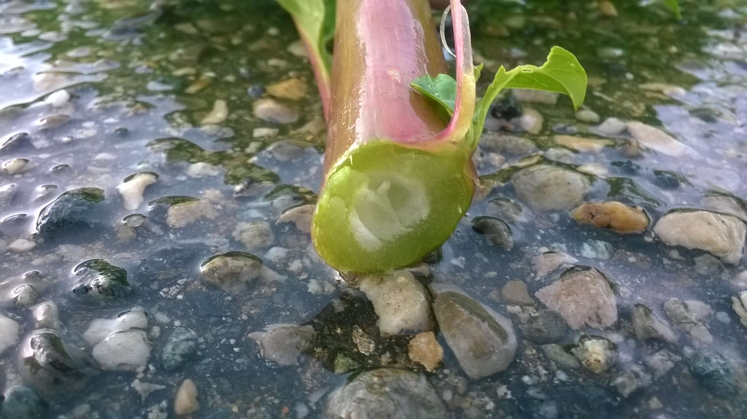 Image of American Nightshade