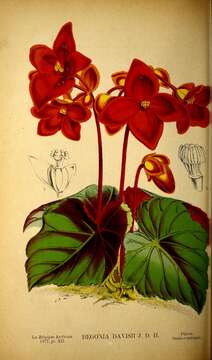 Image of Begonia davisii Burbridge