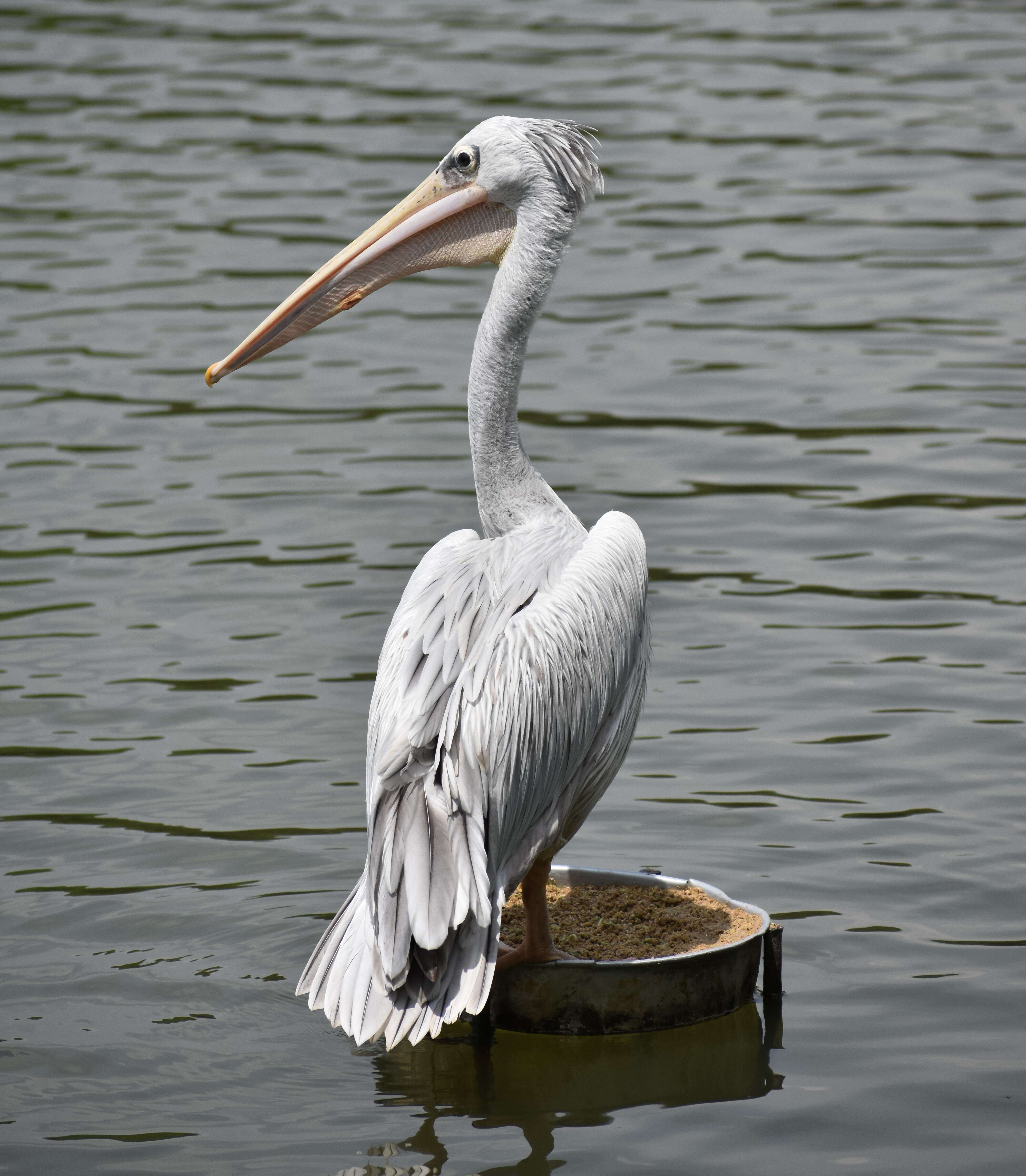 Image of Pink-backed Pelican