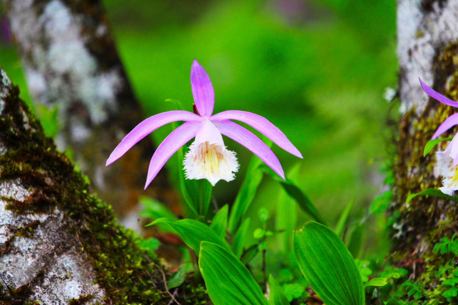 Plancia ëd Pleione formosana Hayata