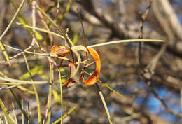 Sivun Acacia oswaldii F. Muell. kuva