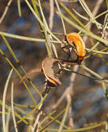 Sivun Acacia oswaldii F. Muell. kuva