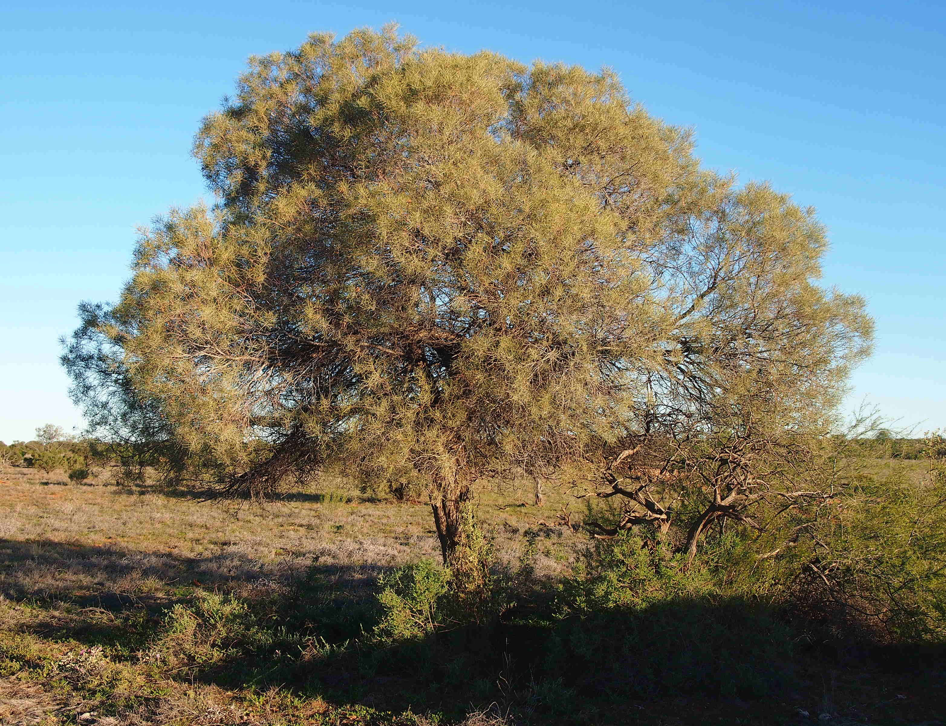 Sivun Acacia oswaldii F. Muell. kuva