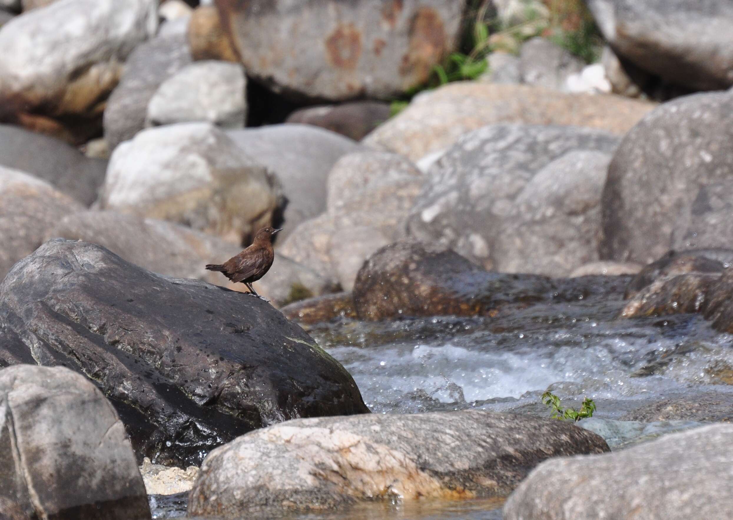 Image of Brown Dipper