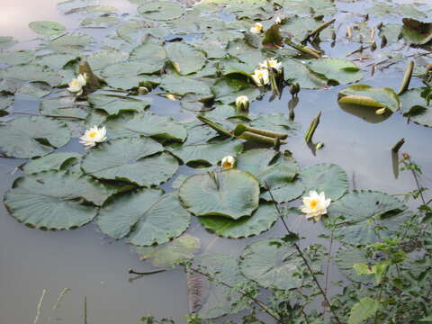 Image of European white waterlily