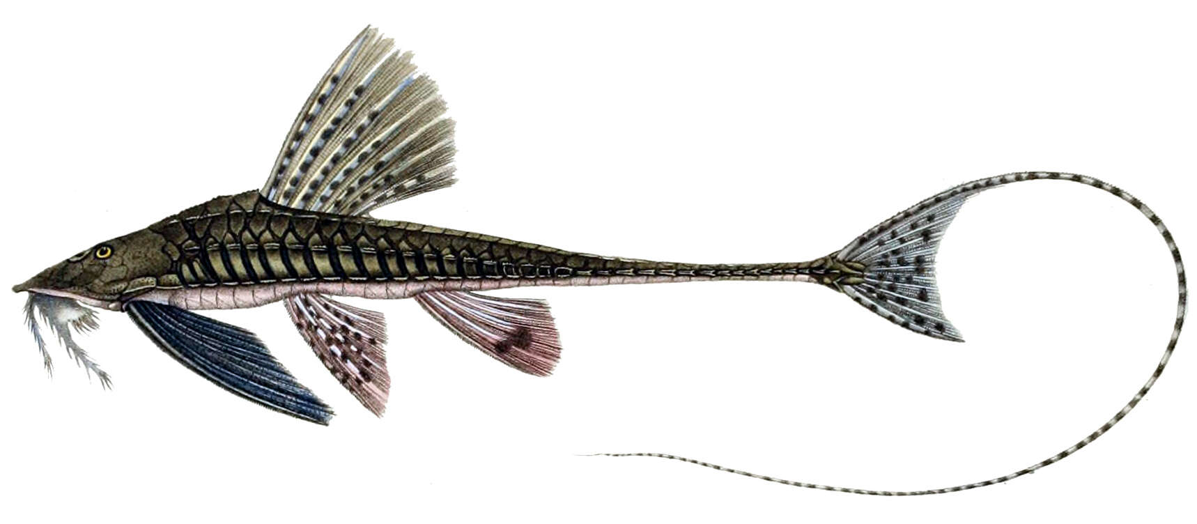 Image of Catfish