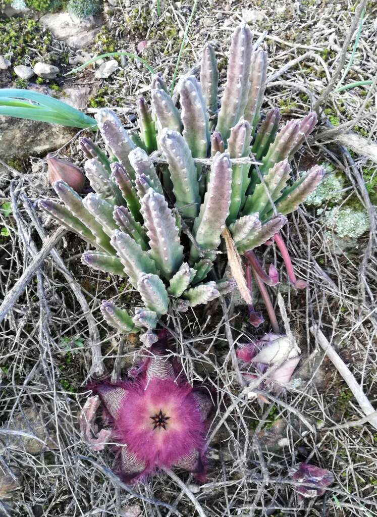 Sivun Ceropegia pulvinata (Masson) Bruyns kuva