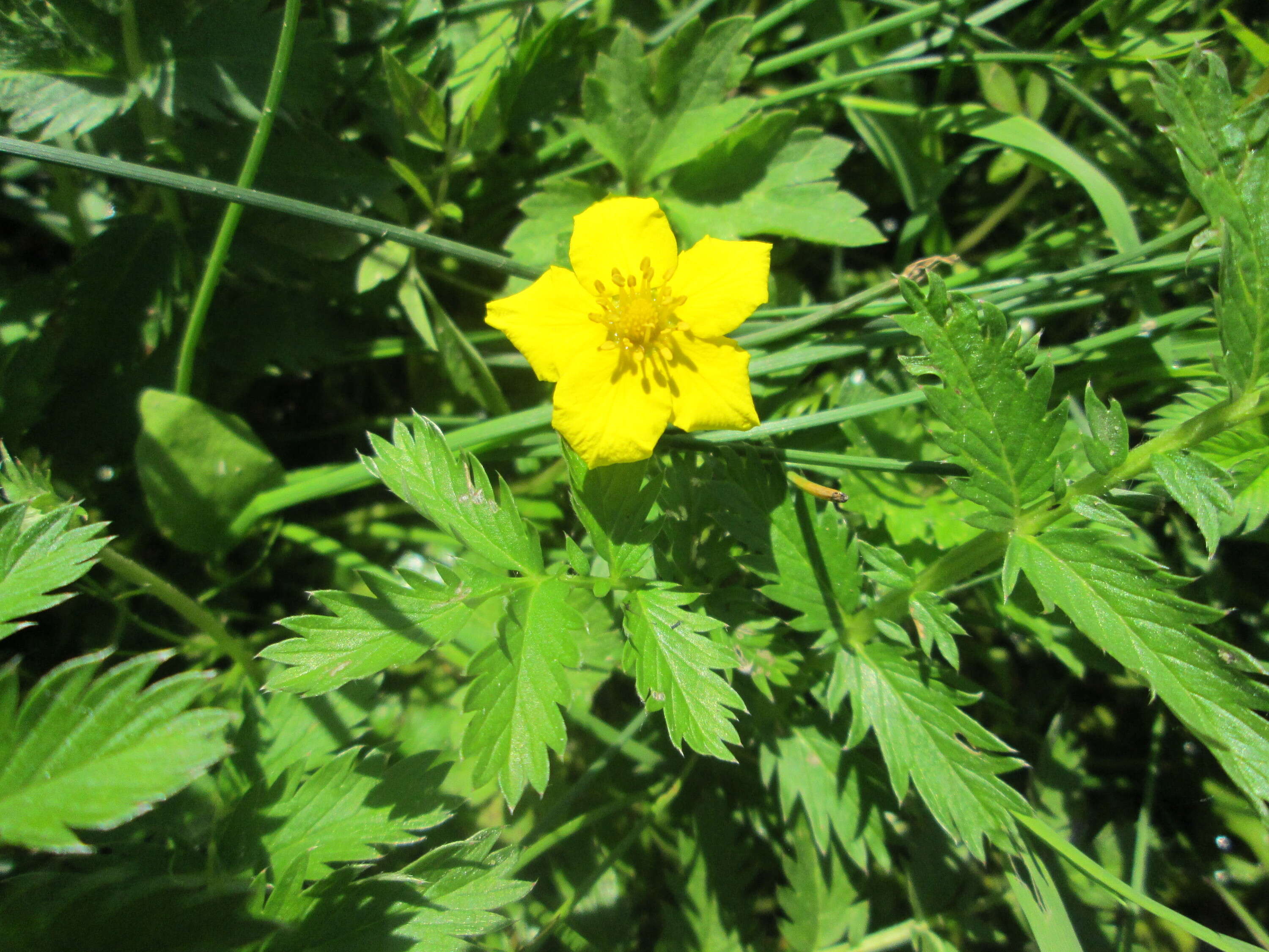 Image of silverweed cinquefoil