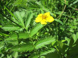 Image of silverweed cinquefoil