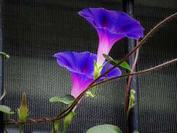 Image of whiteedge morning-glory