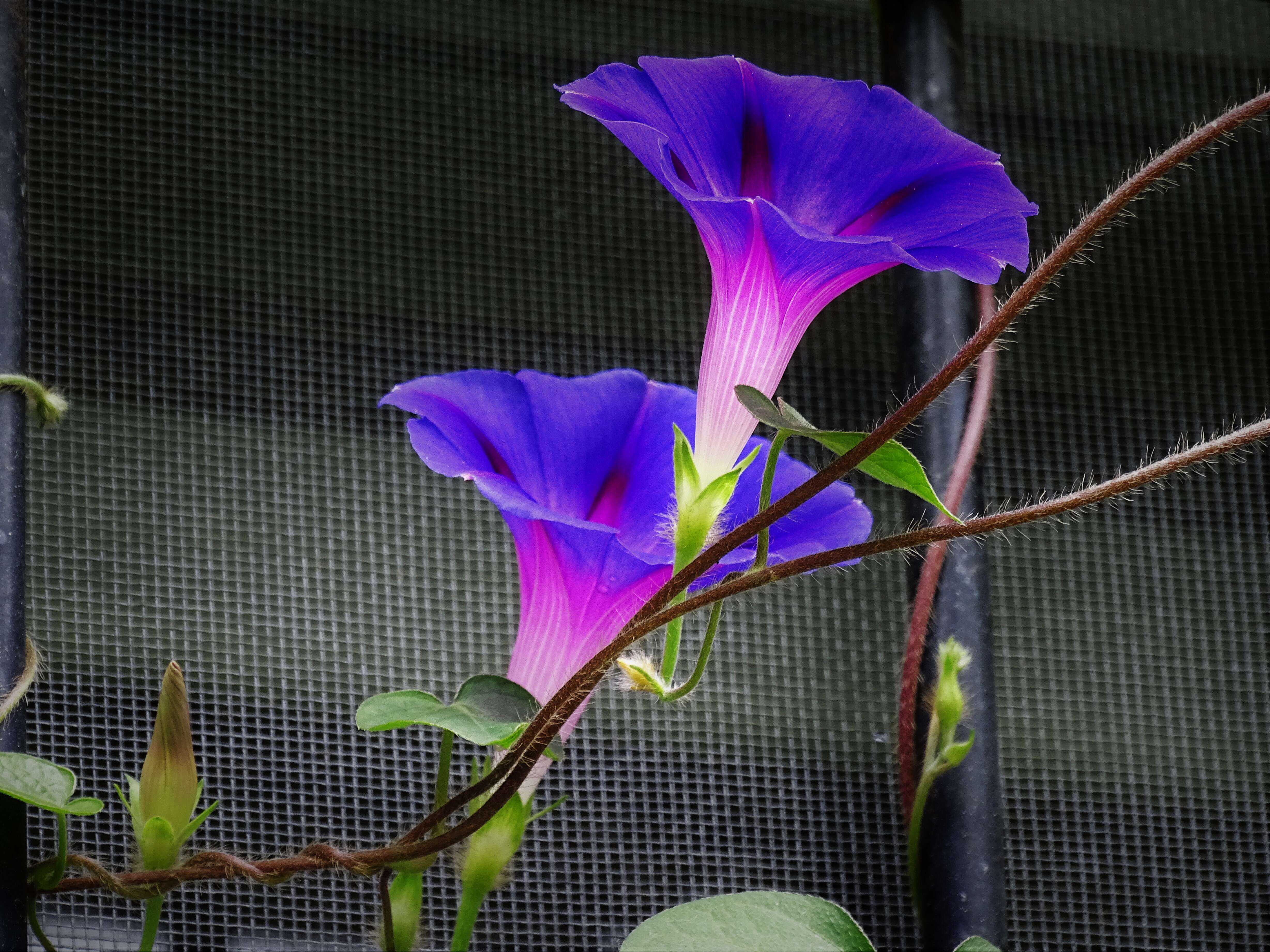 Image of whiteedge morning-glory