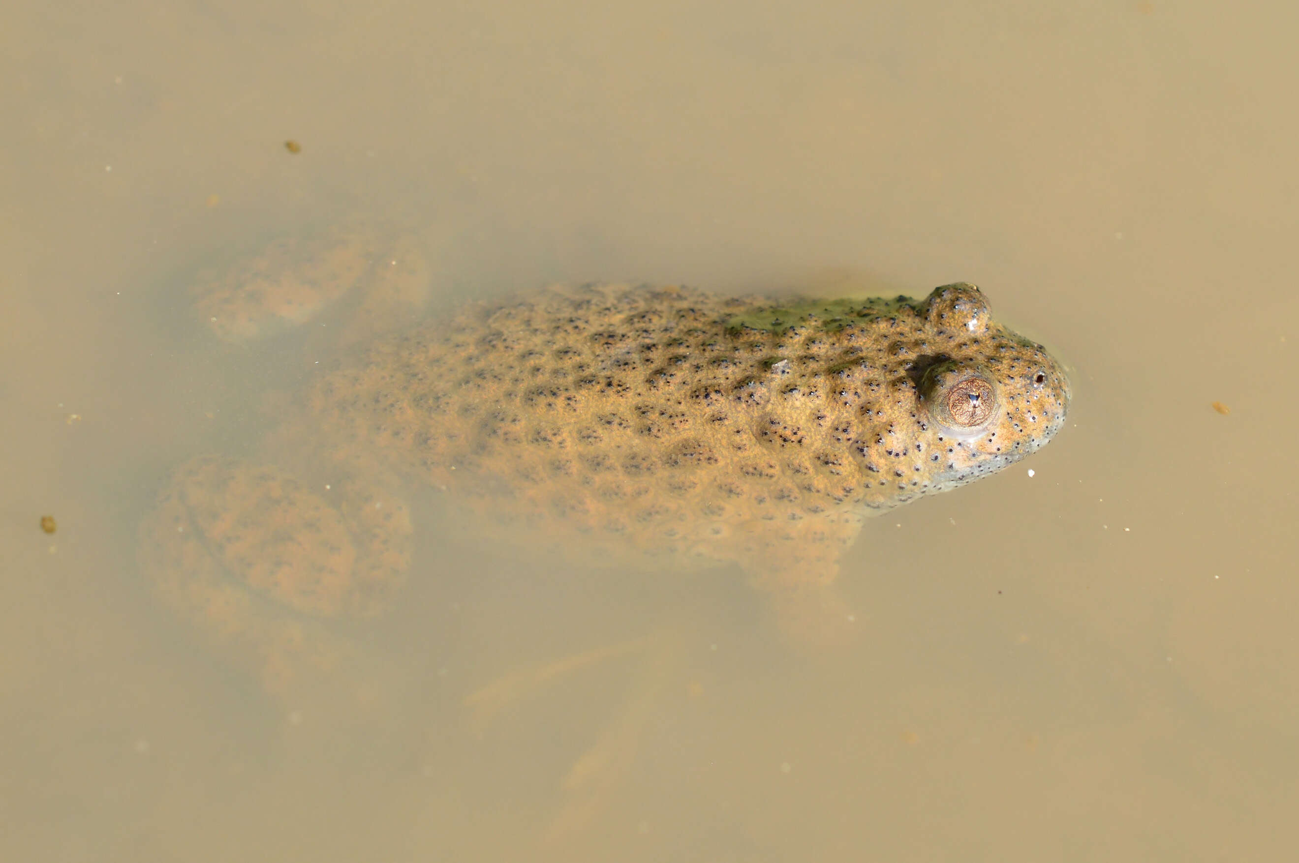 Image of Yellow–bellied Toad