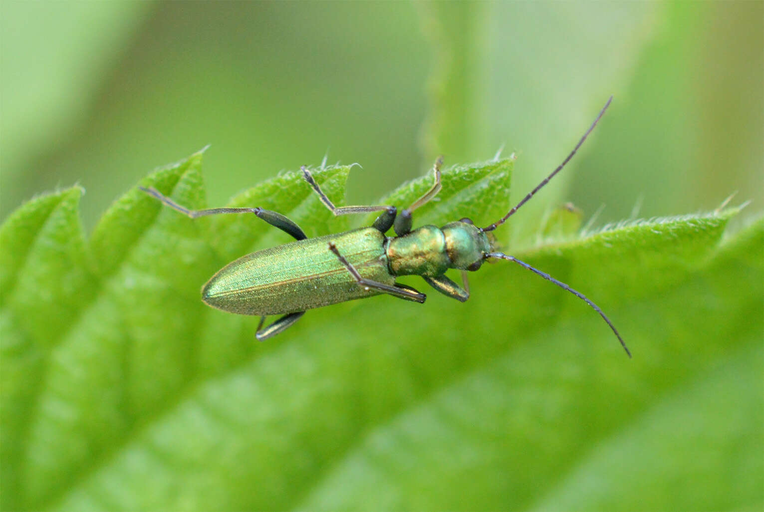 Image of Chrysanthia viridissima