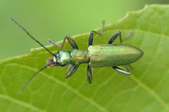 Image of Chrysanthia viridissima