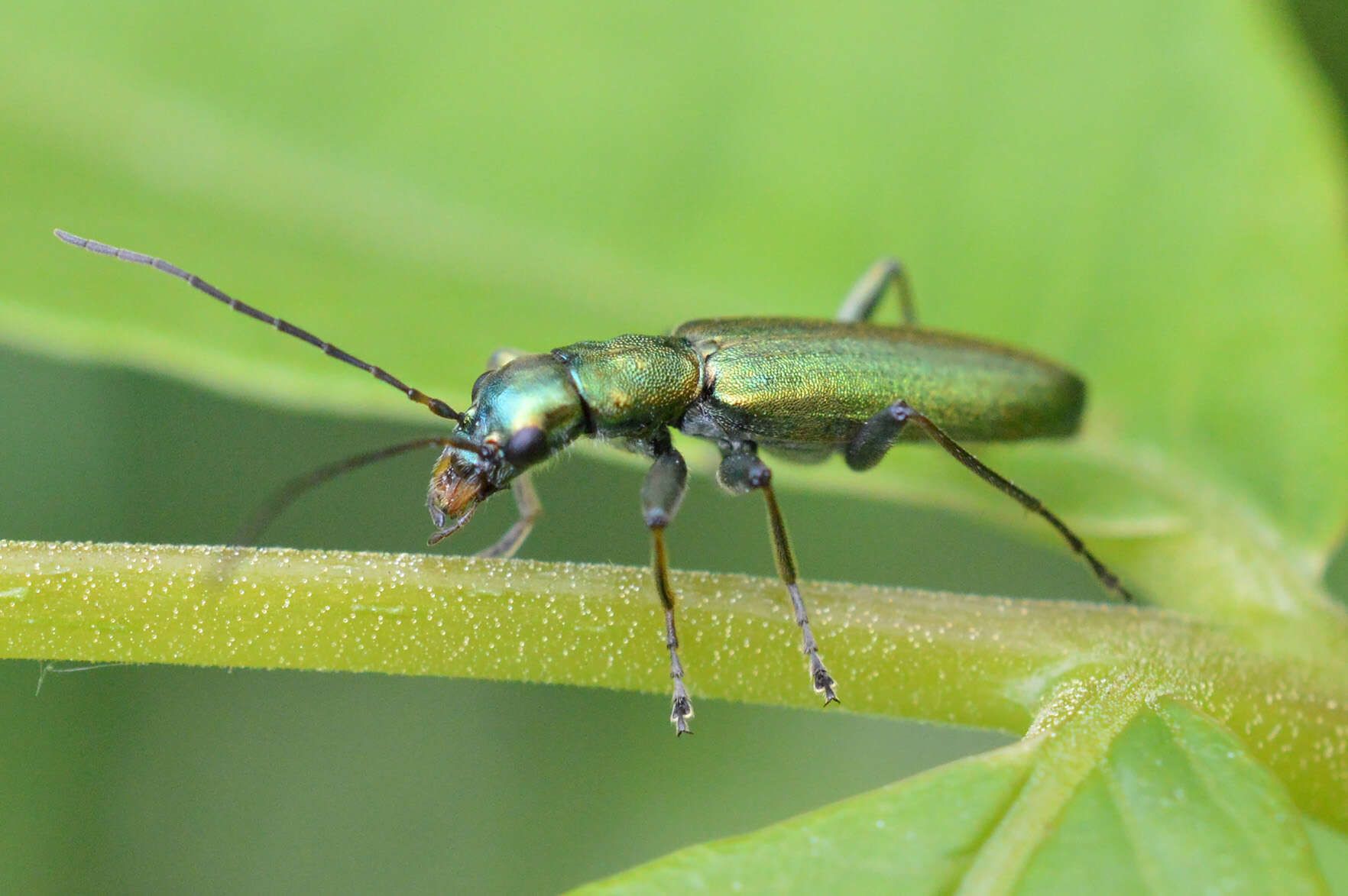 Image of Chrysanthia viridissima