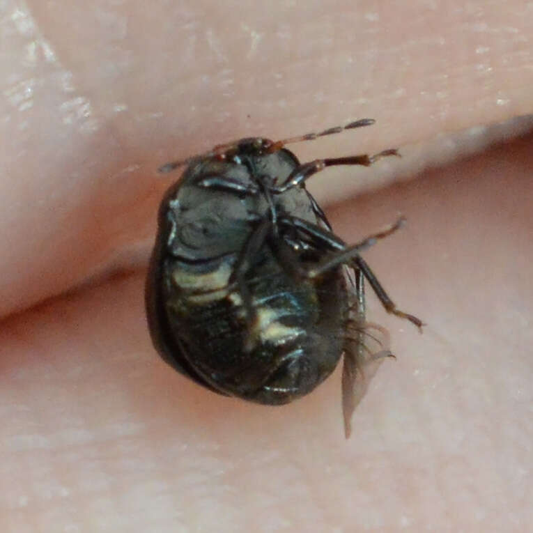 Image of Coptosoma scutellatum