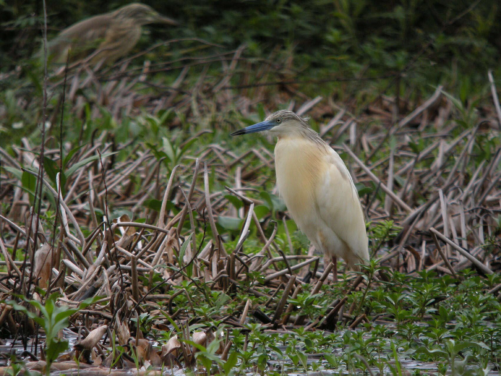 Image of Common Squacco Heron