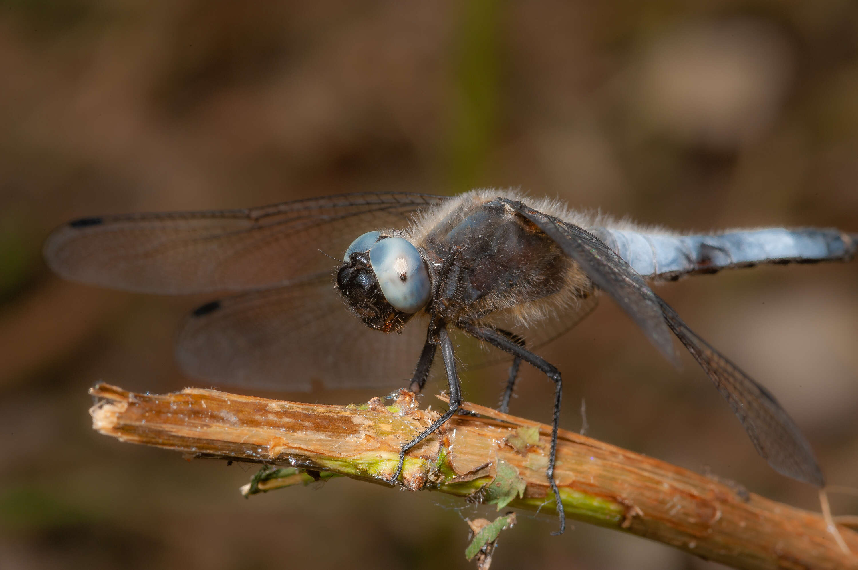 Image of Blue Chaser