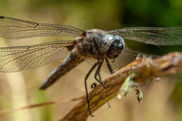 Image of Blue Chaser