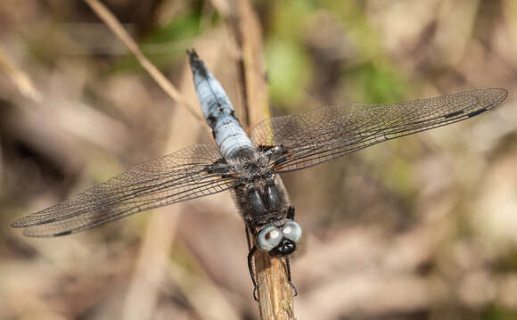 Image of Blue Chaser