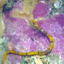 Image of Southern Pipefish