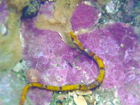 Image of Southern Pipefish