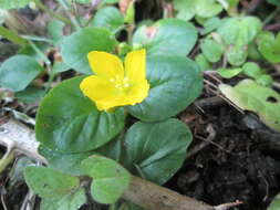 Image of creeping jenny