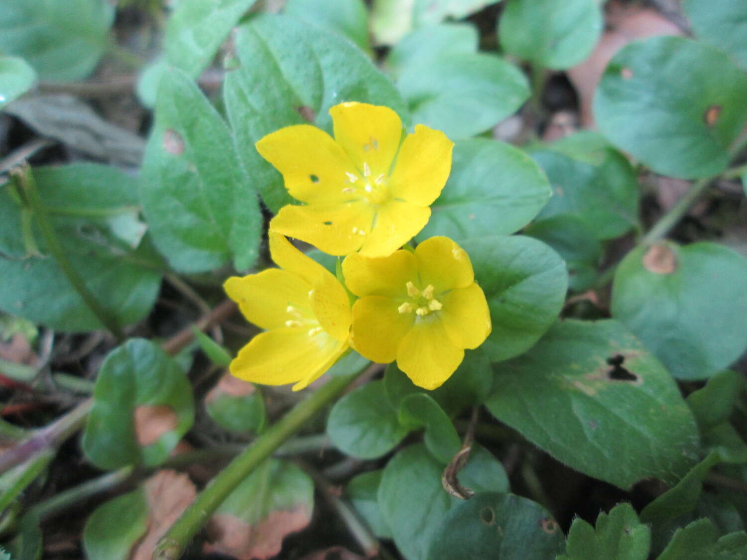 Image of creeping jenny