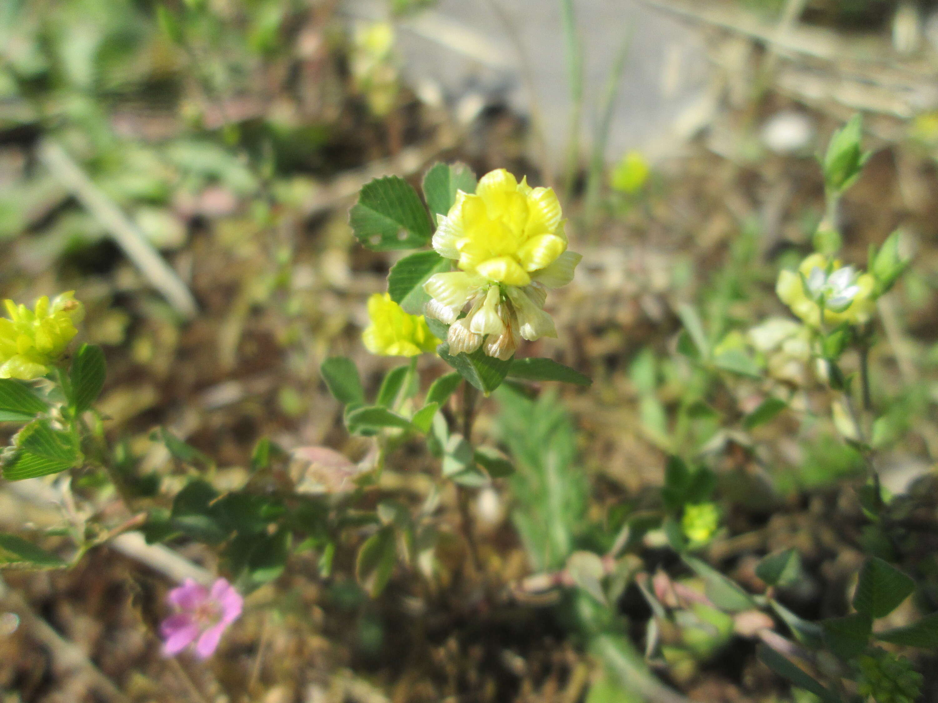 Image of field clover