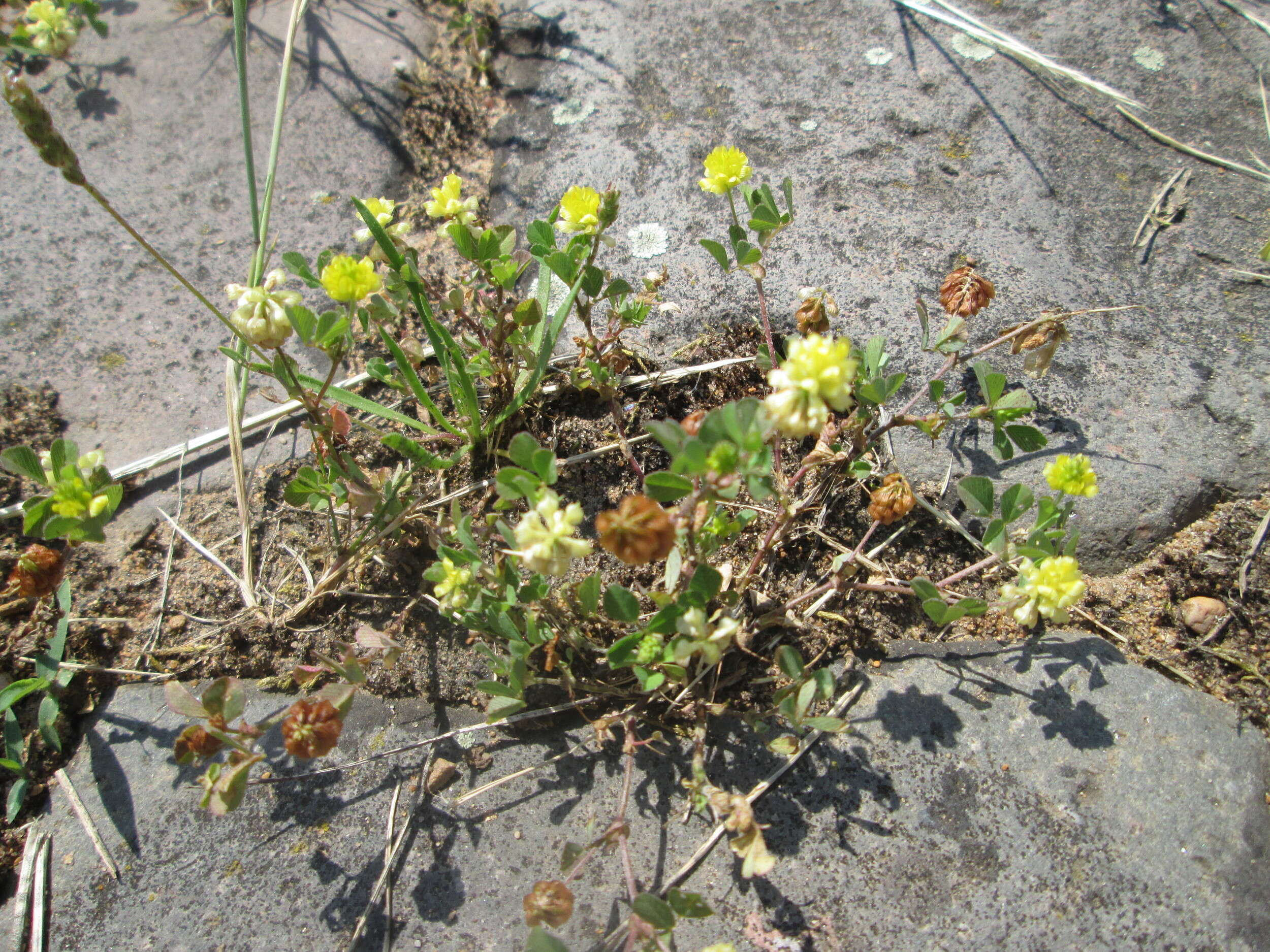 Image of field clover