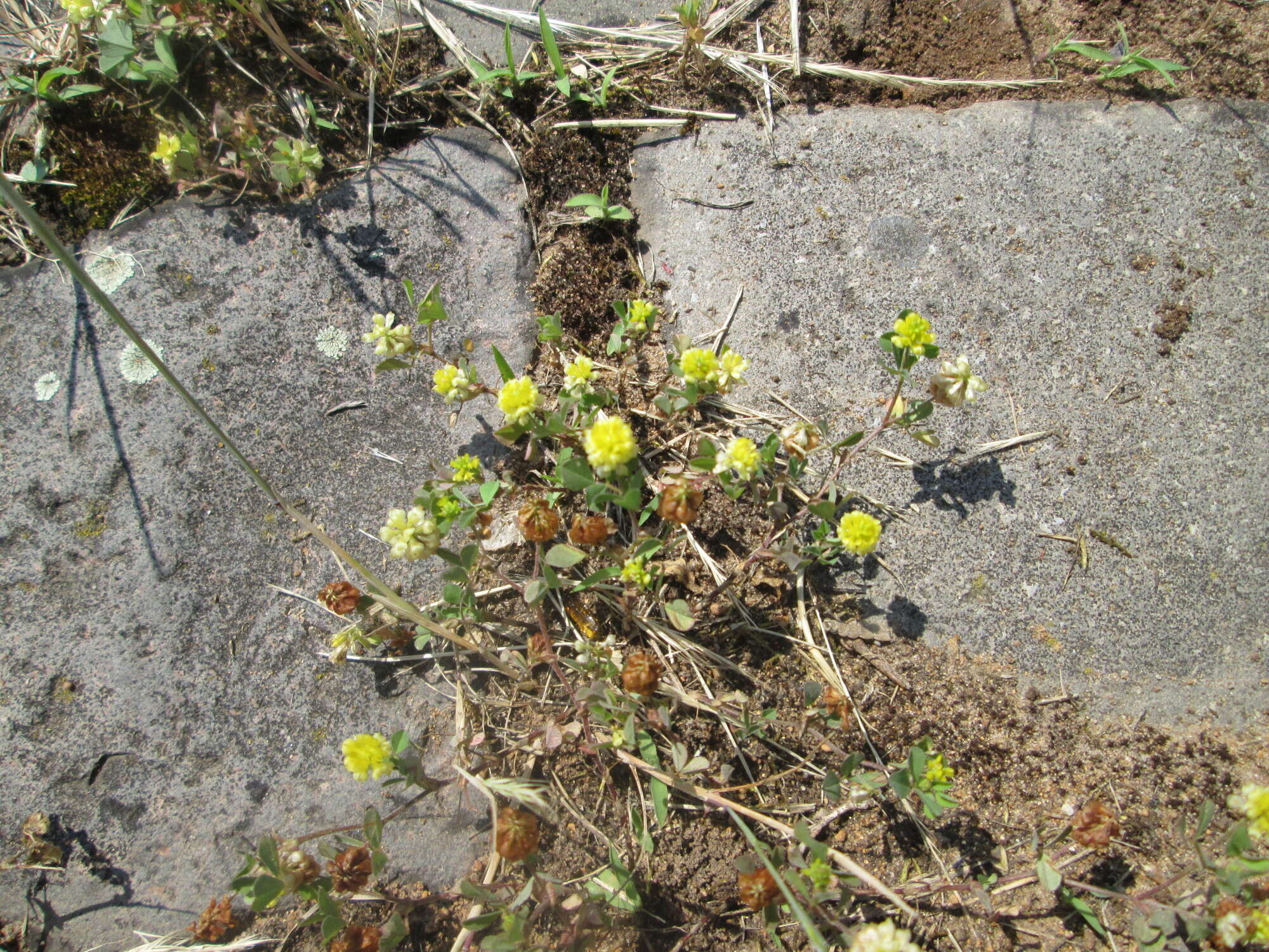 Image of field clover