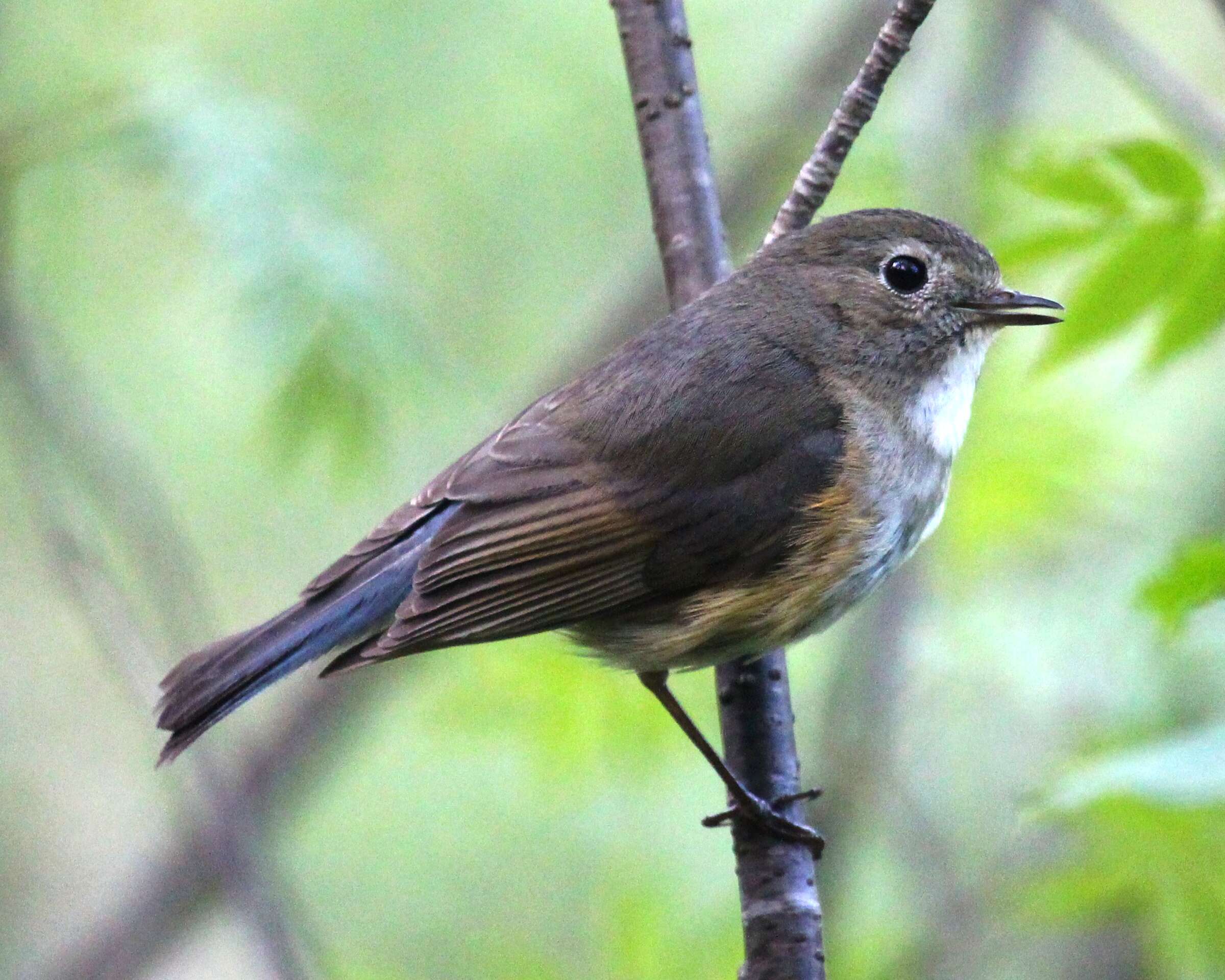 Image of Orange-flanked Bush-Robin