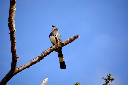 Image of White-bellied Go-away-bird