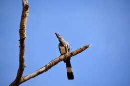 Image of White-bellied Go-away-bird