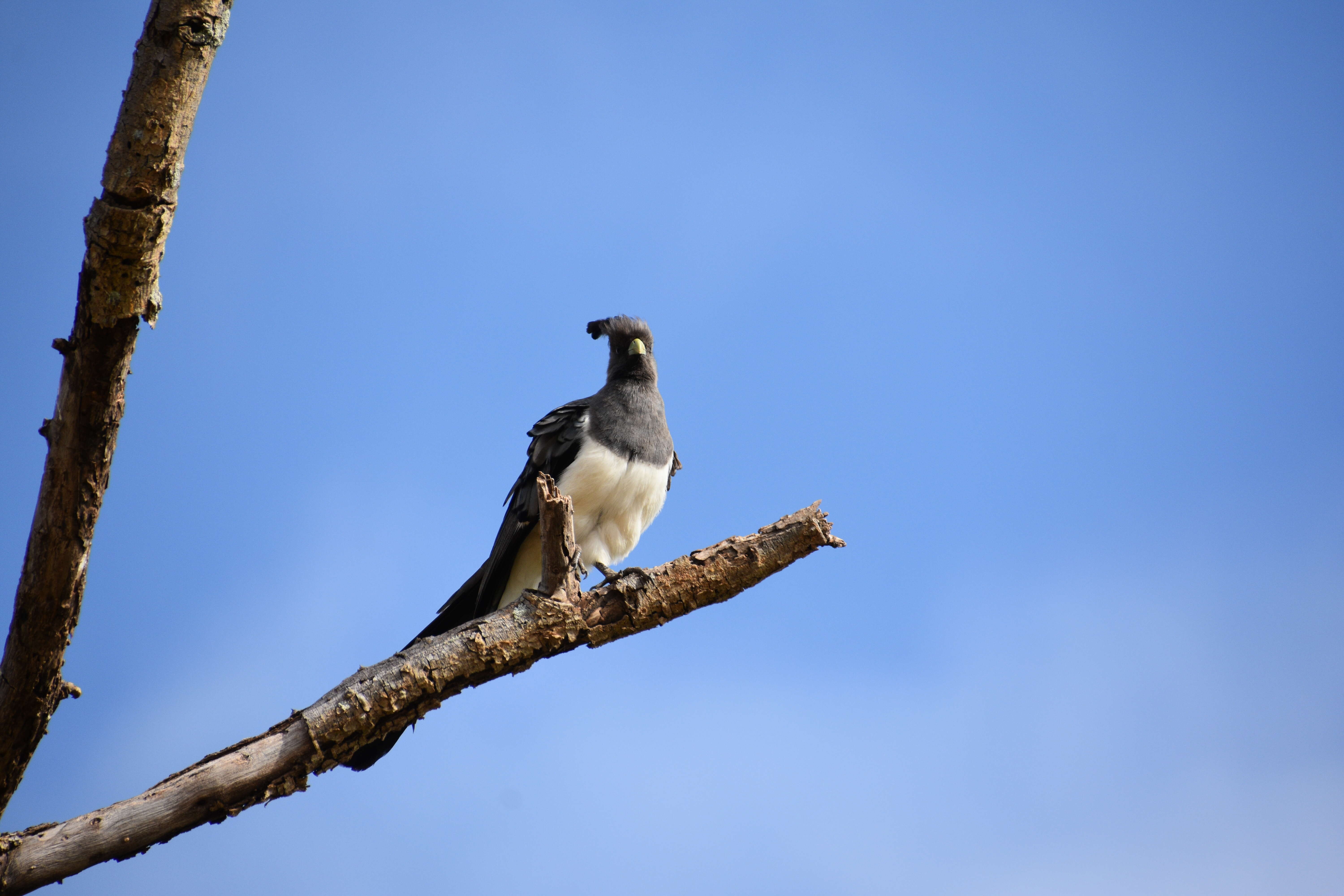 Image of White-bellied Go-away-bird