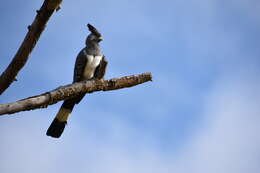 Image of White-bellied Go-away-bird