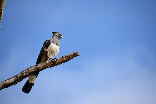 Image of White-bellied Go-away-bird