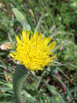 Image of yellow salsify