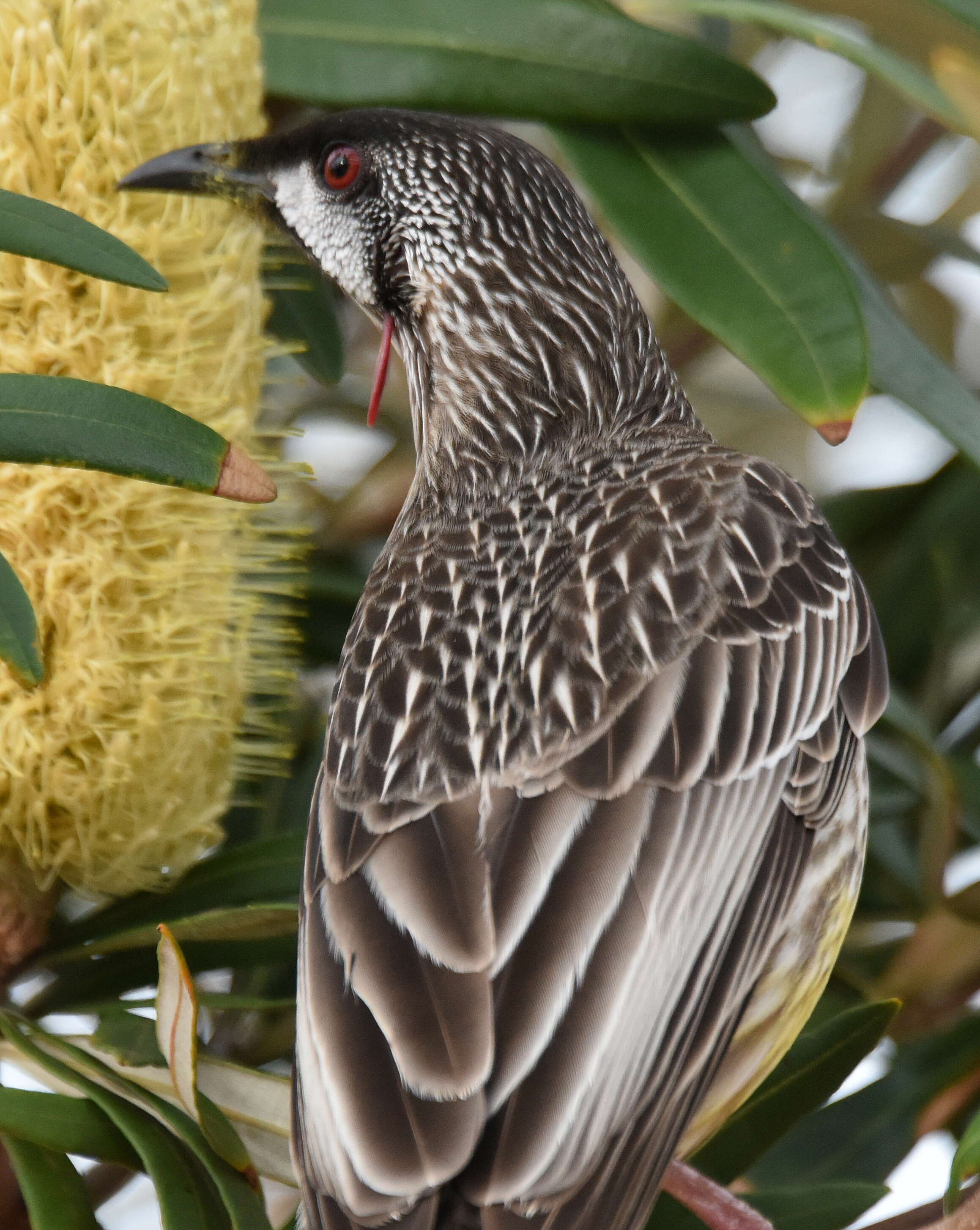 Image of Red Wattlebird