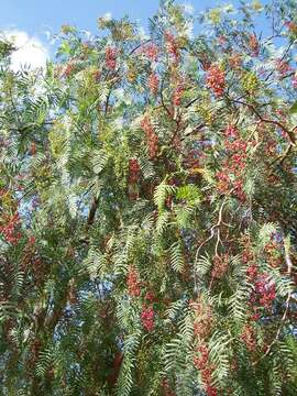 Image of Peruvian peppertree