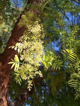 Image of Peruvian peppertree