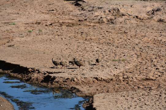 Image of Red-necked Francolin