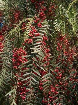 Image of Peruvian peppertree