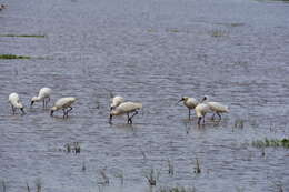 Image of African Spoonbill