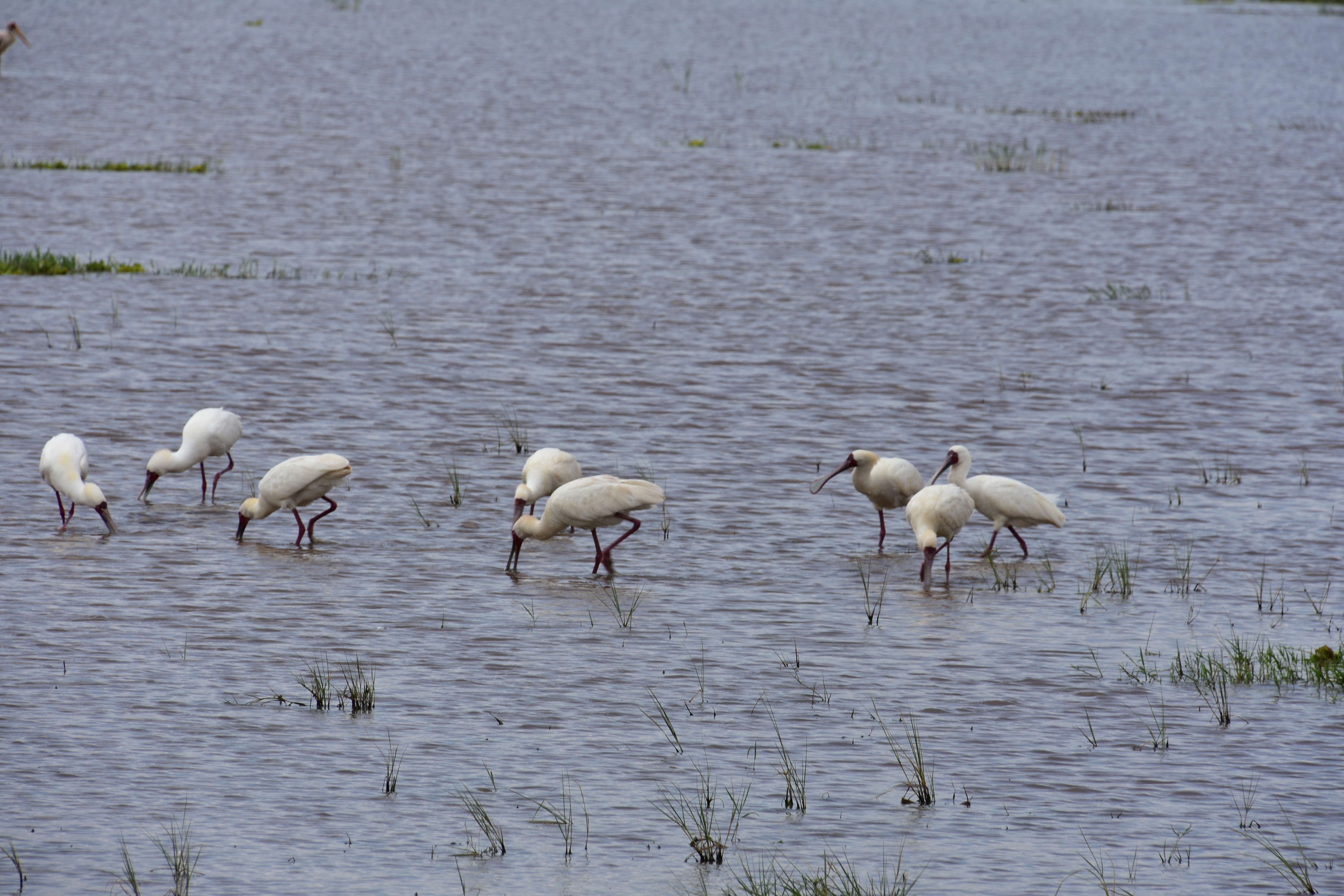 Image of African Spoonbill