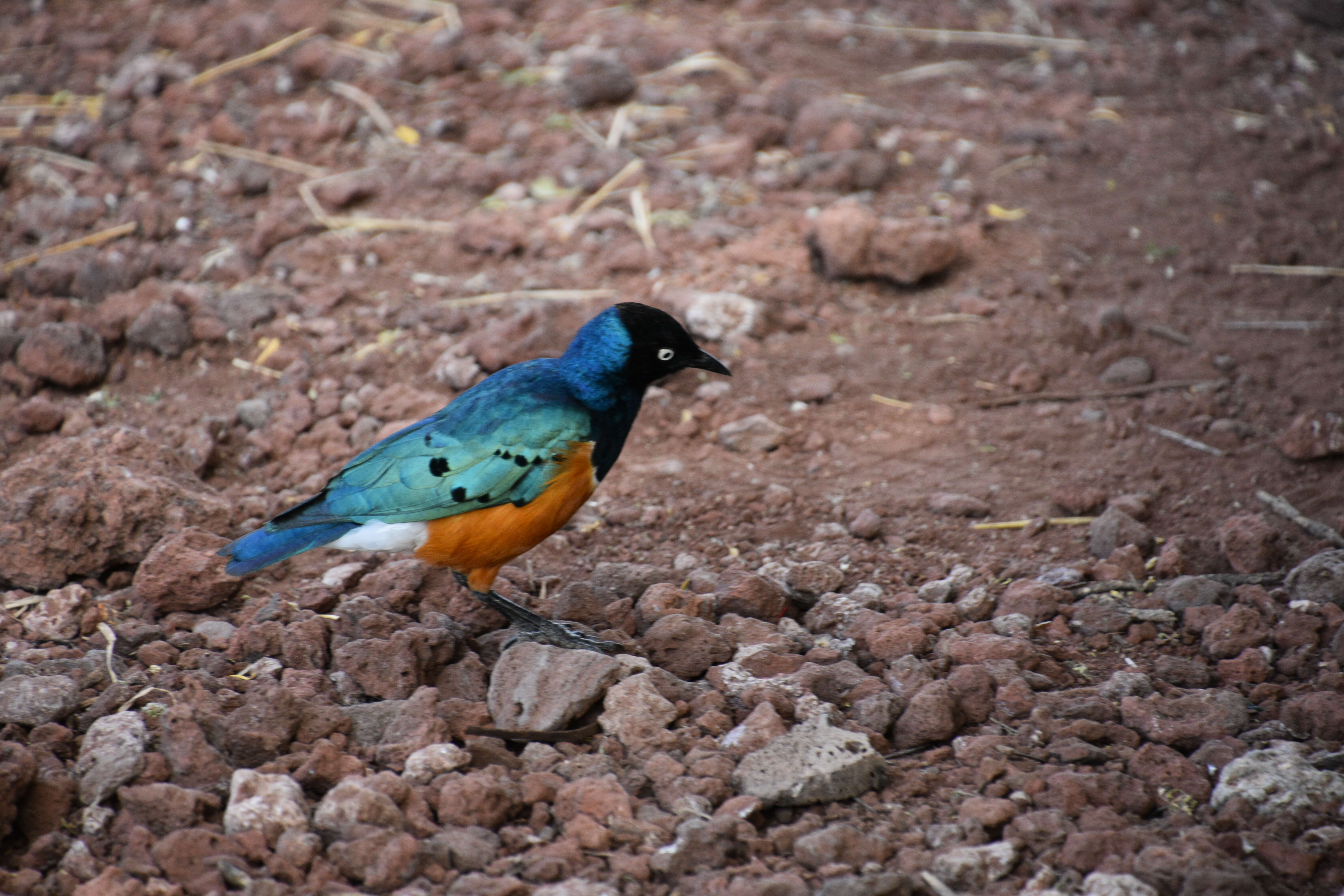 Image of Superb Starling