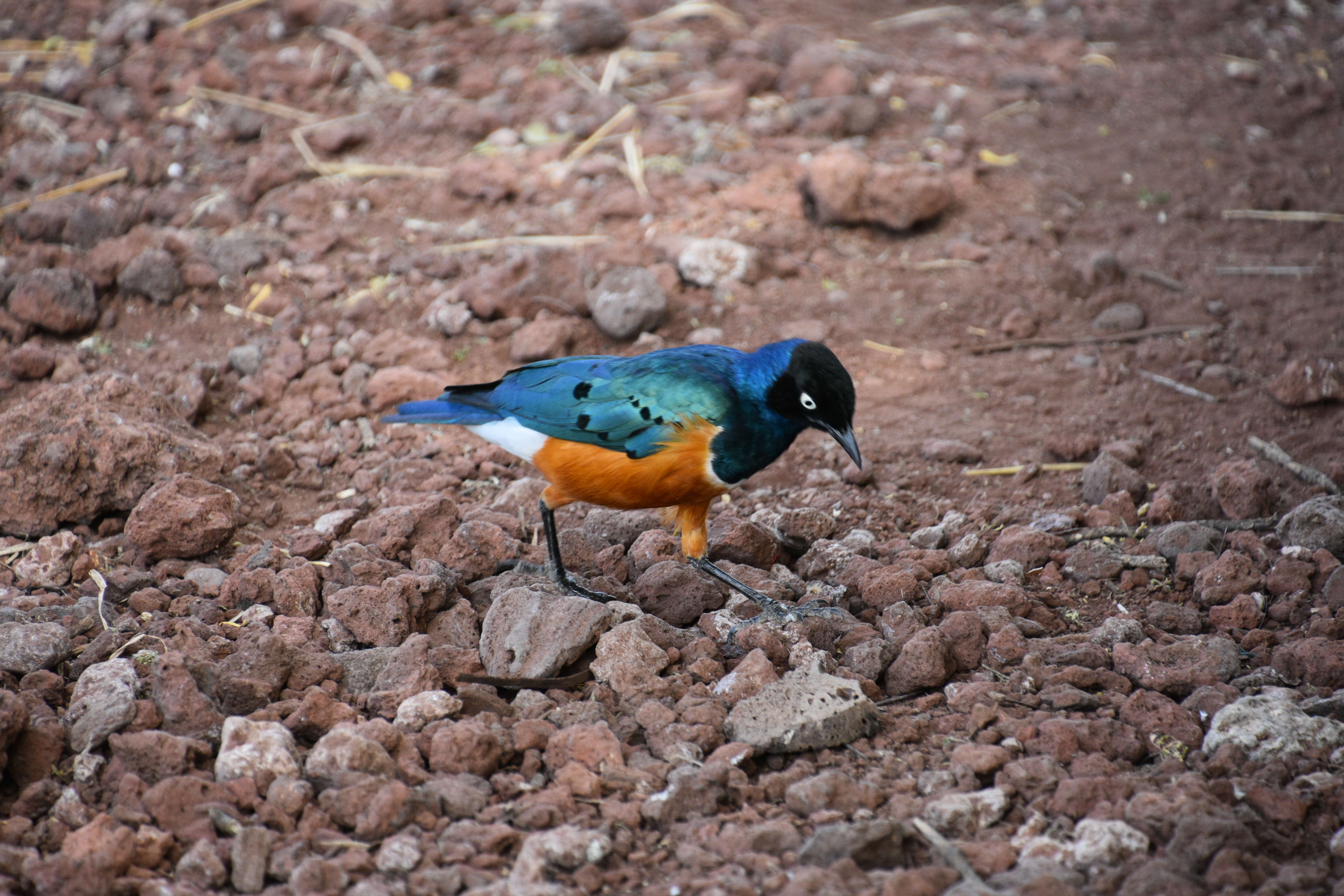 Image of Superb Starling