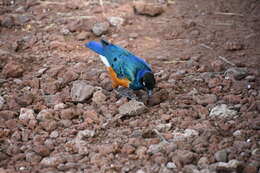 Image of Superb Starling